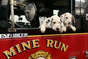 two dalmation pups hang out of the Mine Run Fire Truck